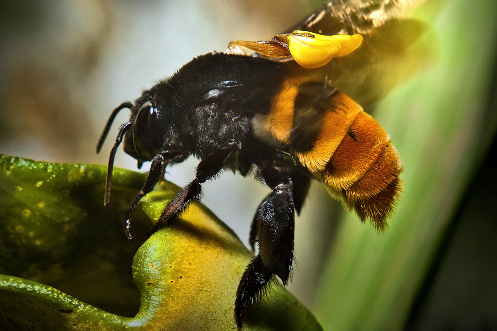 a close up of a bee on a plant