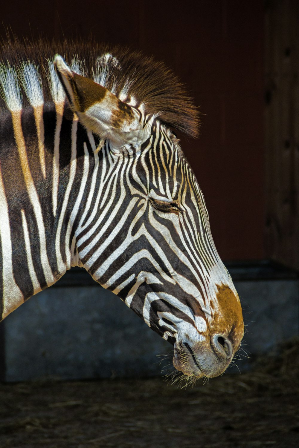 a close up of a zebra in a barn