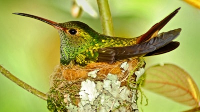a hummingbird sitting on top of a nest in a tree