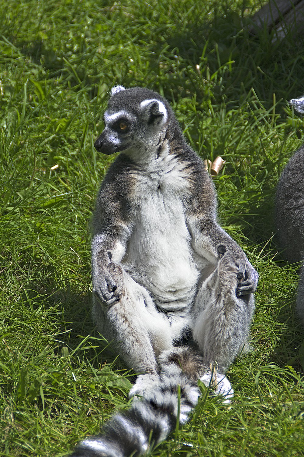 a couple of animals that are sitting in the grass