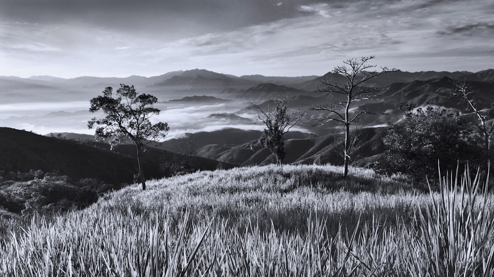 une photo en noir et blanc de montagnes et d’arbres