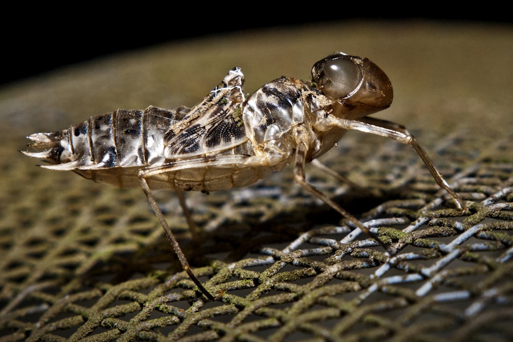 a close up of a mosquito on a surface