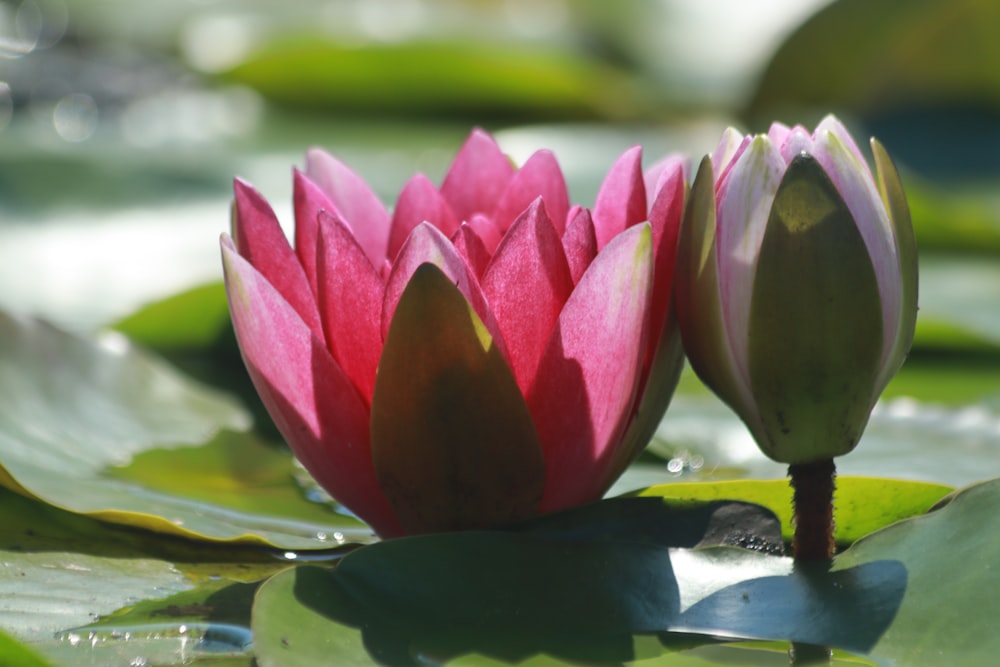 a couple of pink water lilies floating on top of a pond
