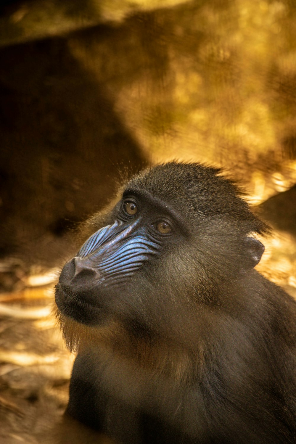 a close up of a monkey with a blurry background