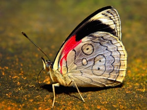 a close up of a butterfly on the ground