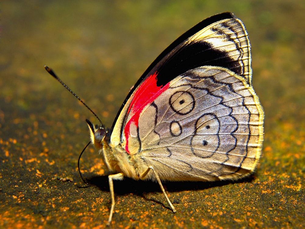 a close up of a butterfly on the ground