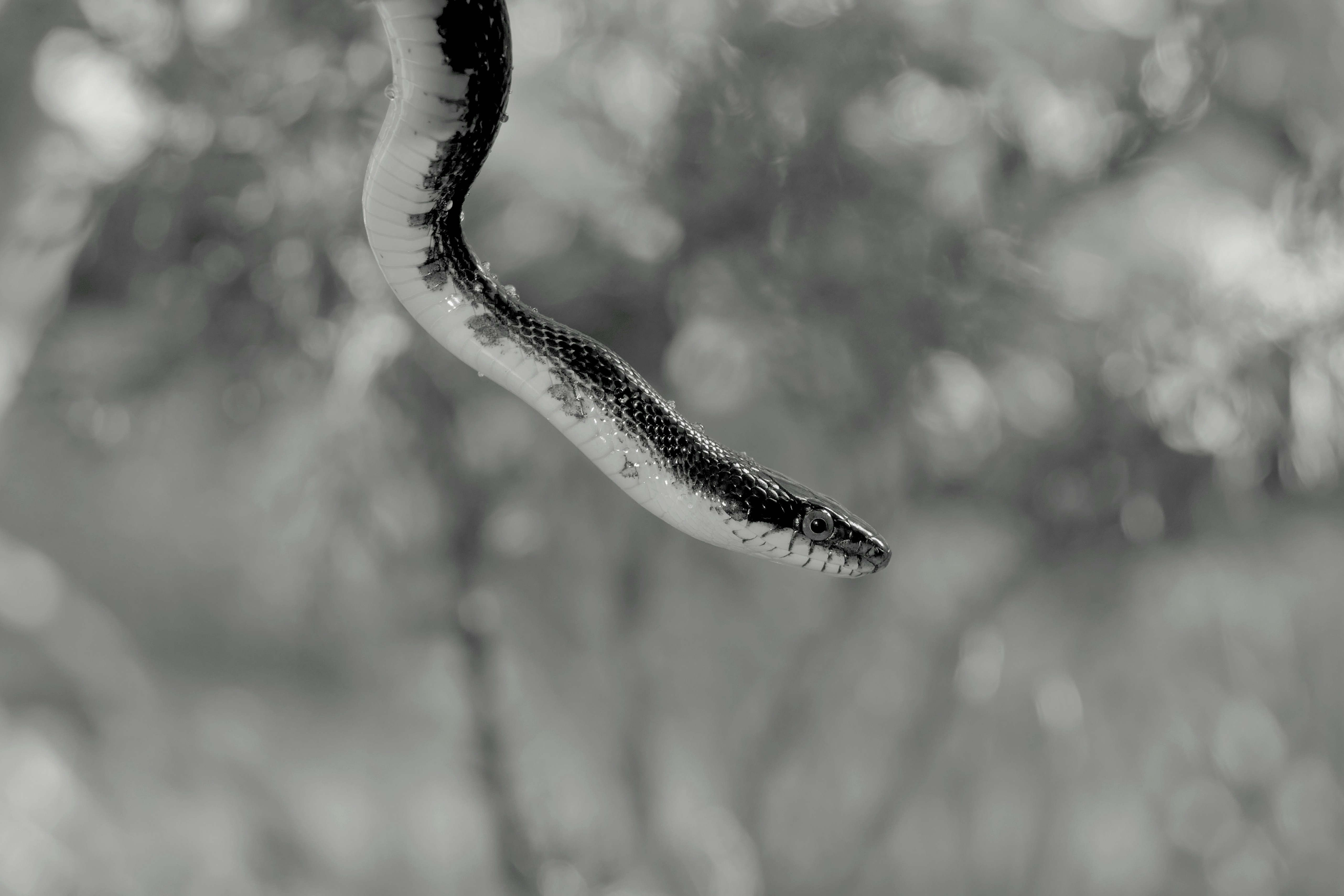 a black and white photo of a snake