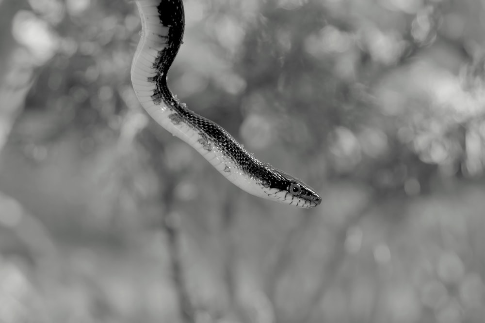uma foto em preto e branco de uma cobra