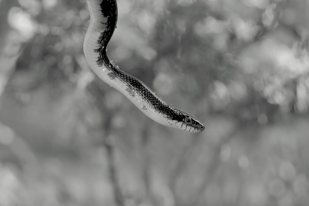 a black and white photo of a snake