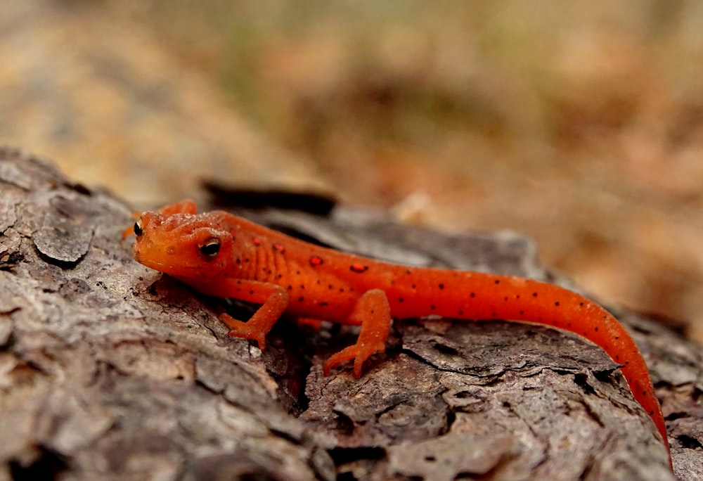 a red and orange lizard sitting on top of a tree trunk