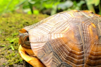 A close-up image of a turtle with its head partially tucked into its shell. The texture and pattern of the shell are prominently displayed with intricate lines and shades of brown and orange. The surrounding environment features green moss and blurred foliage, suggesting a natural habitat.