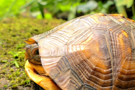 A close-up image of a turtle with its head partially tucked into its shell. The texture and pattern of the shell are prominently displayed with intricate lines and shades of brown and orange. The surrounding environment features green moss and blurred foliage, suggesting a natural habitat.