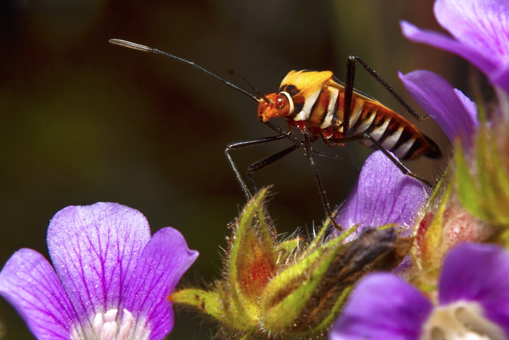 un primo piano di un insetto su un fiore