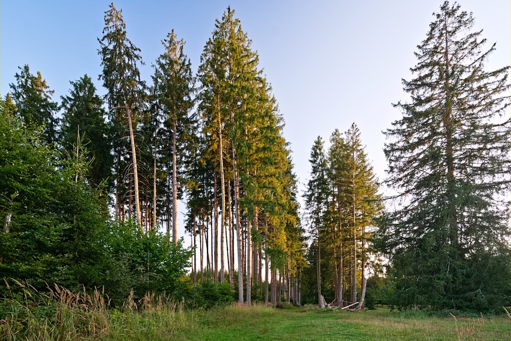 a grassy field surrounded by tall pine trees