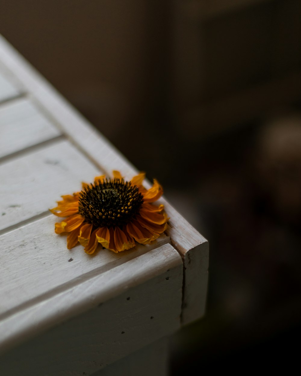 eine Sonnenblume, die auf einer weißen Bank sitzt