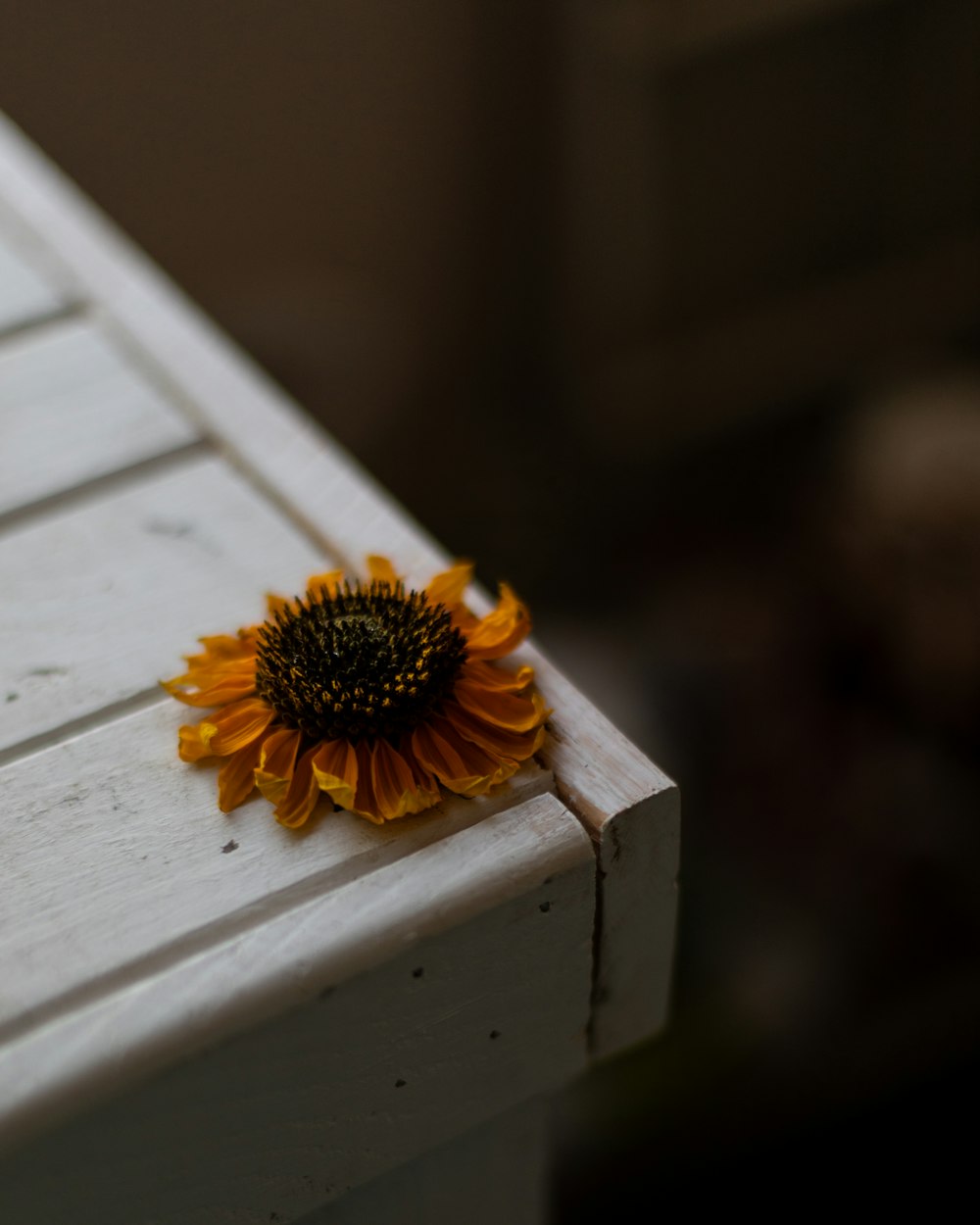 a sunflower sitting on top of a white bench