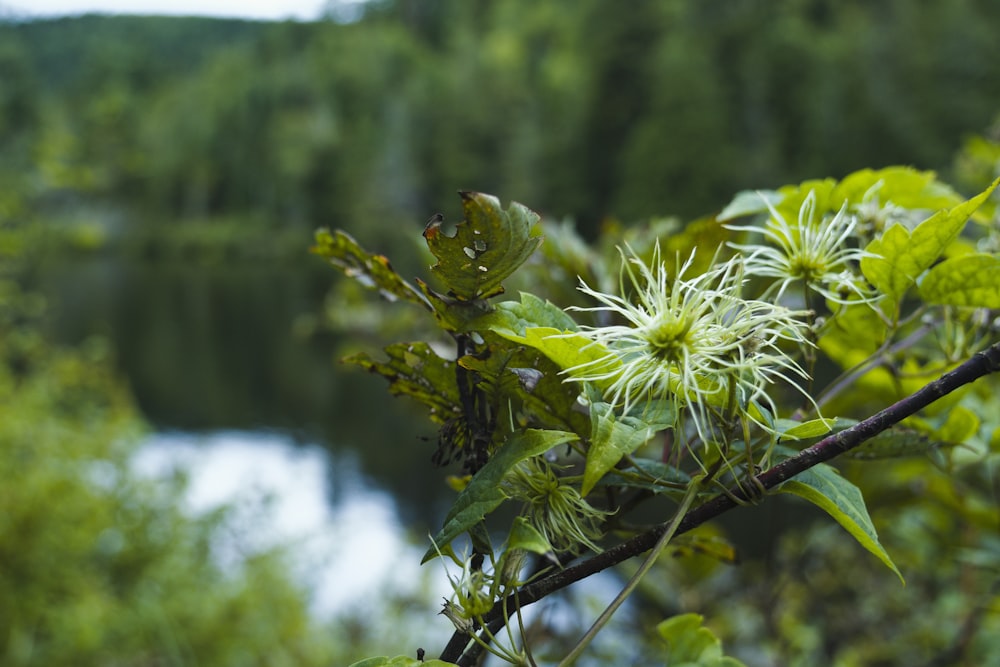 a close up of a tree branch with a body of water in the background