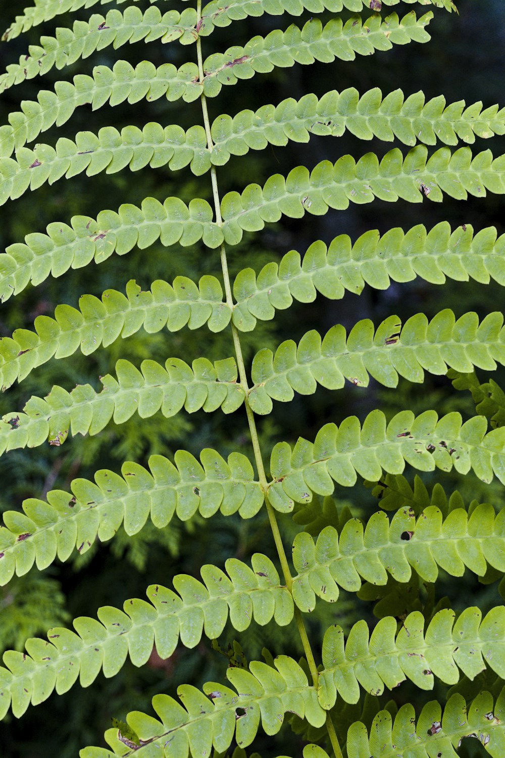 a close up of a green plant with lots of leaves