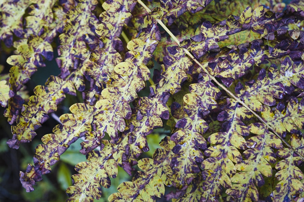 a close up of a purple and yellow plant