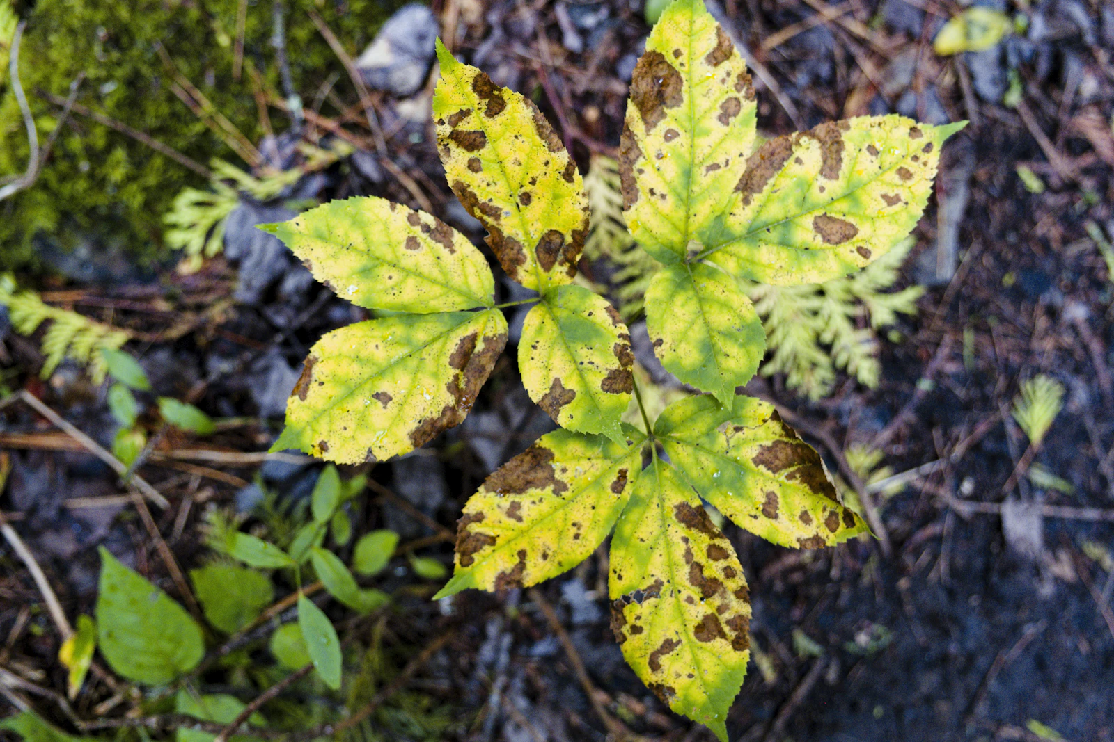 Close-up of a leaf with brown disease spots