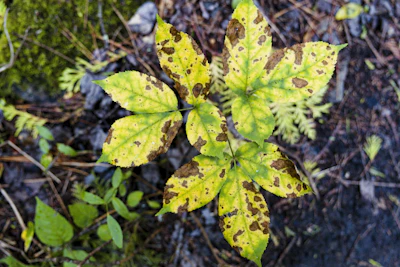 Rust Disease Plants India Orange Spots Treatment