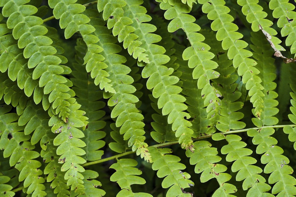 Un gros plan d’une plante verte avec beaucoup de feuilles