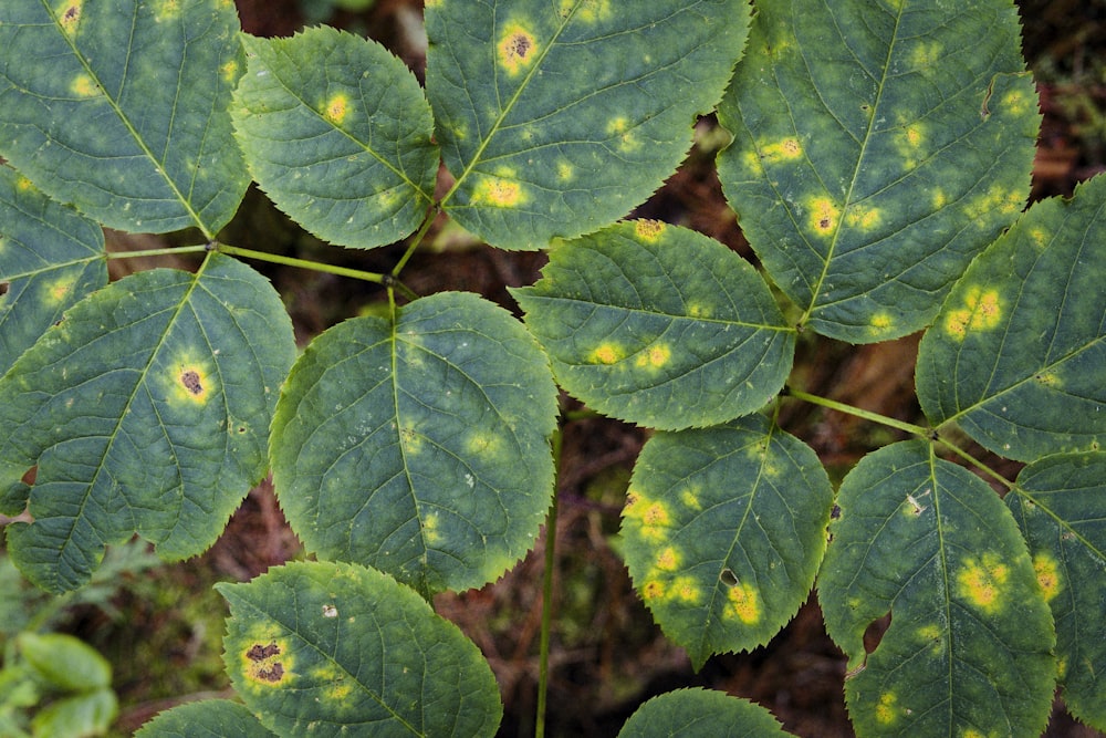 Gros plan d’une feuille verte avec des taches jaunes