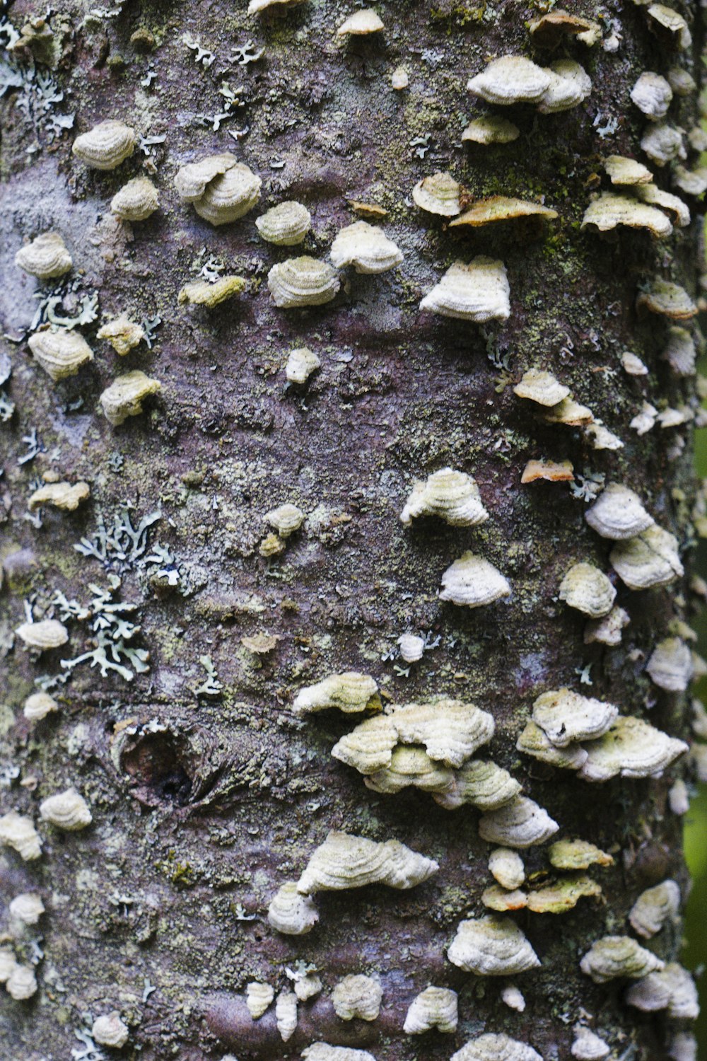 a close up of a tree with many mushrooms on it