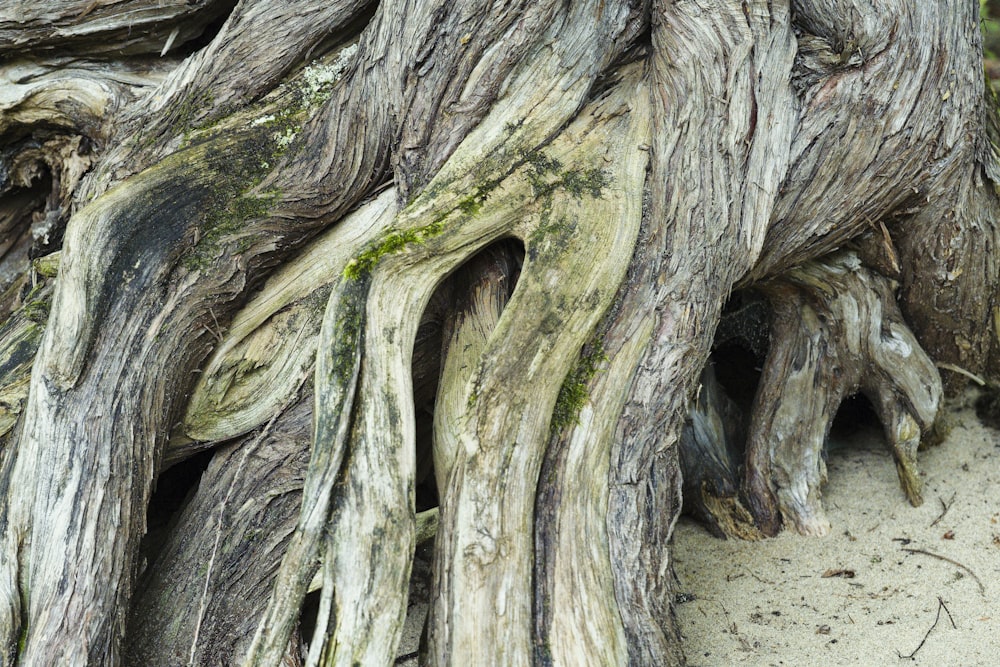 a close up of a tree trunk with moss growing on it