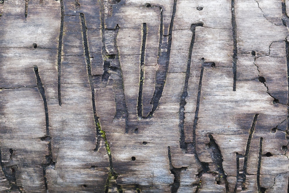 gros plan d’un tronc d’arbre qui a été coupé