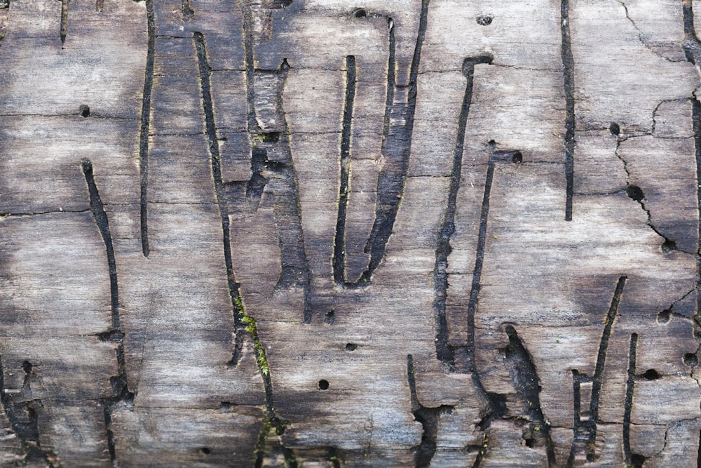 a close up of a tree trunk that has been cut down