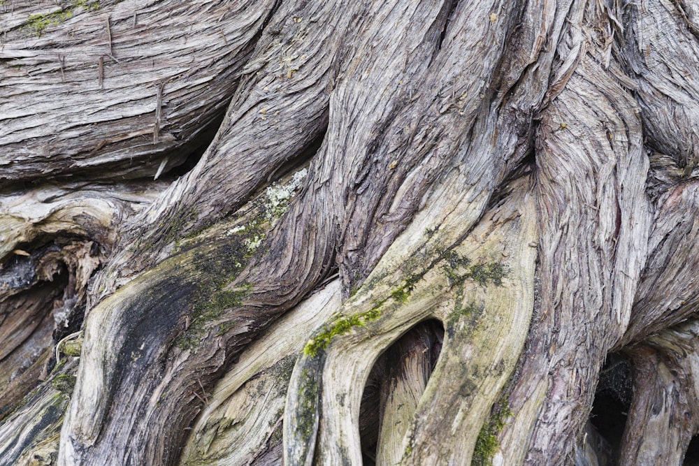 a close up of a very old tree trunk