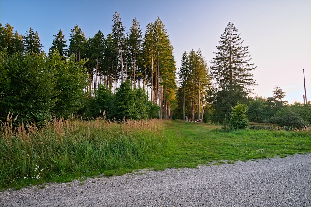 a dirt road in the middle of a forest