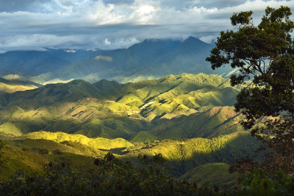 uma vista de uma cordilheira com uma árvore em primeiro plano