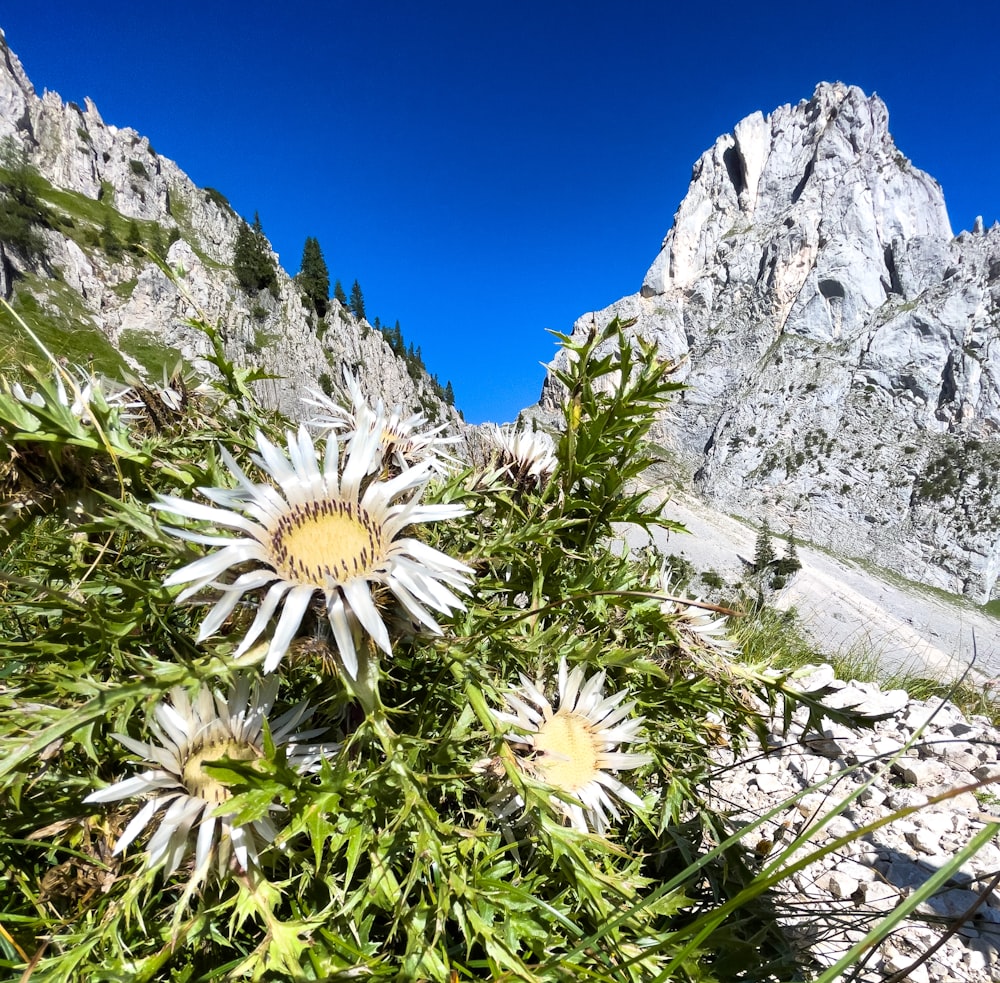 Un campo di fiori selvatici di fronte a una montagna