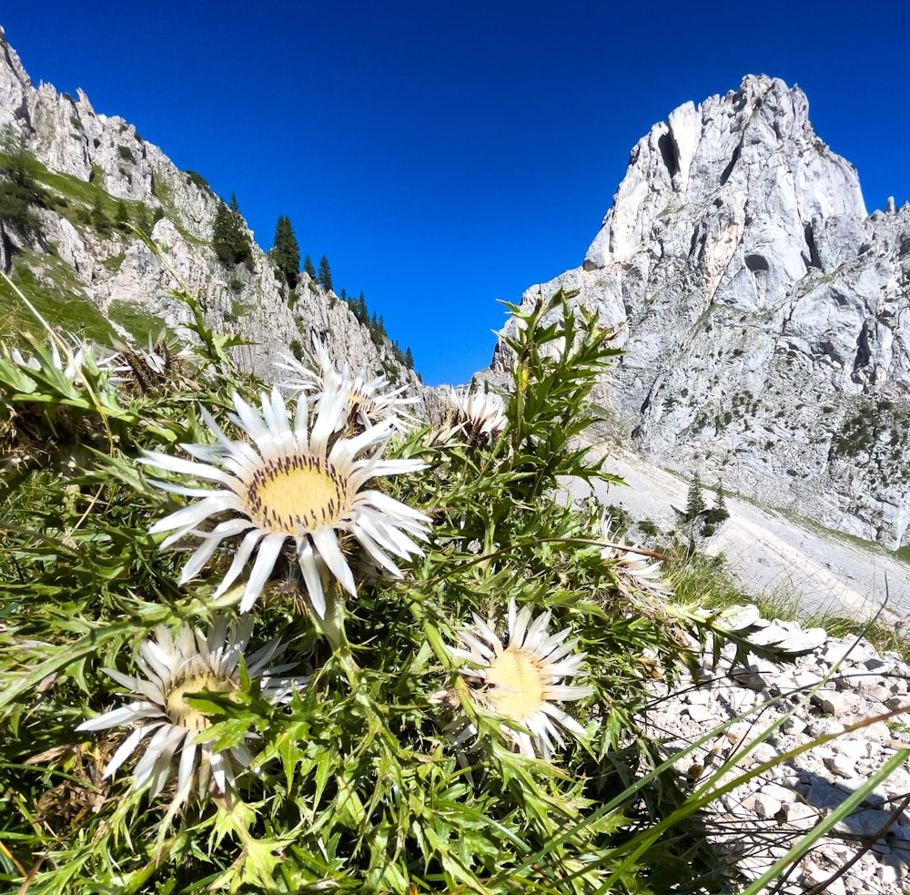 a field of wildflowers in front of a mountain