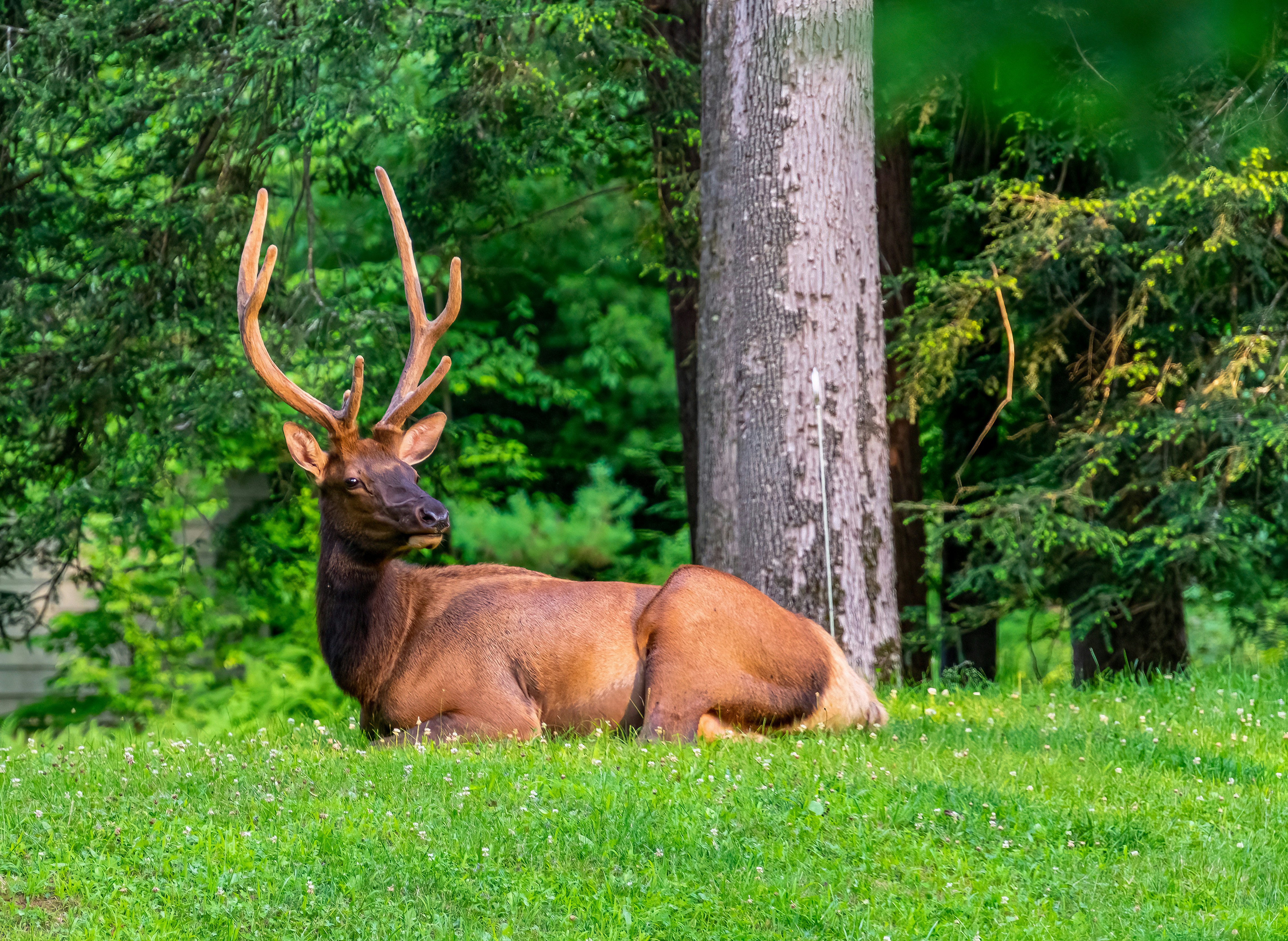 a deer laying in the grass next to a tree