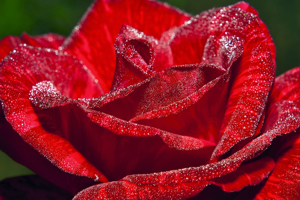 um close up de uma rosa vermelha com gotículas de água