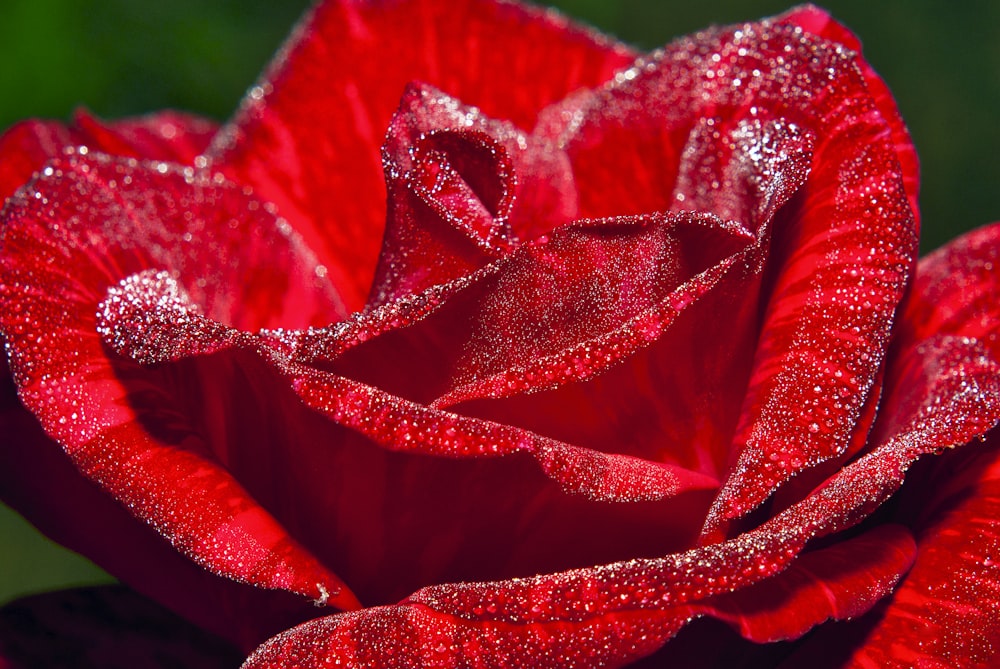 gros plan d’une rose rouge avec des gouttelettes d’eau