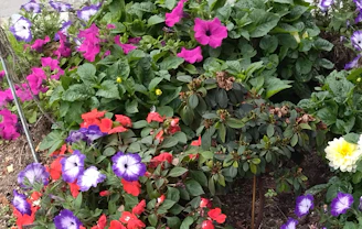 A colorful garden bed bursting with seasonal flowers arranged in a harmonious design.