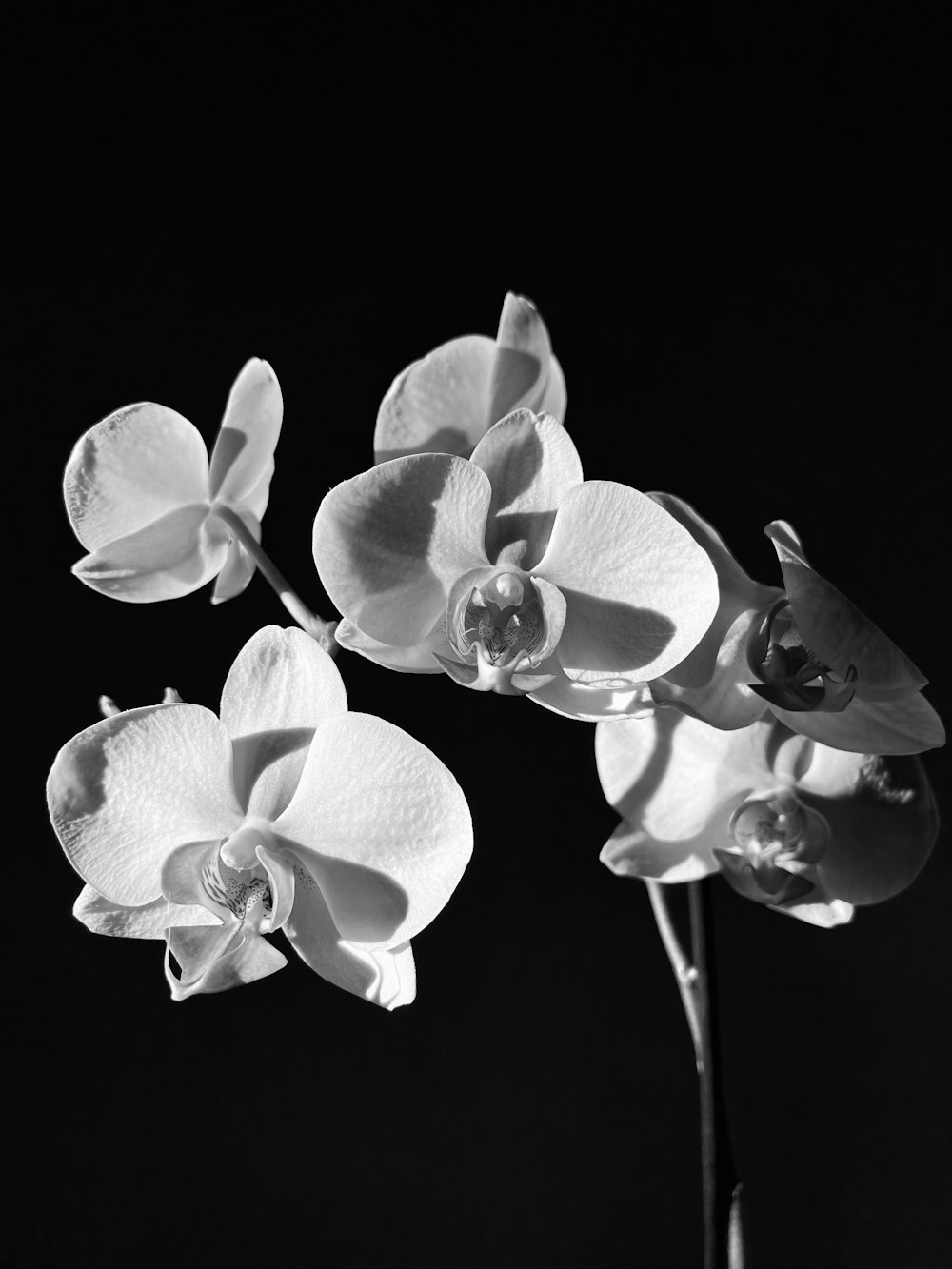 a black and white photo of three flowers