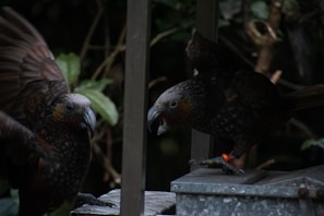 Two dark-feathered birds with long beaks are interacting on a metal surface amidst a background of foliage. One bird has its wings partially open and the other is perched, appearing inquisitive. A red band is visible on the leg of one of the birds.