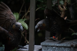 Two dark-feathered birds with long beaks are interacting on a metal surface amidst a background of foliage. One bird has its wings partially open and the other is perched, appearing inquisitive. A red band is visible on the leg of one of the birds.