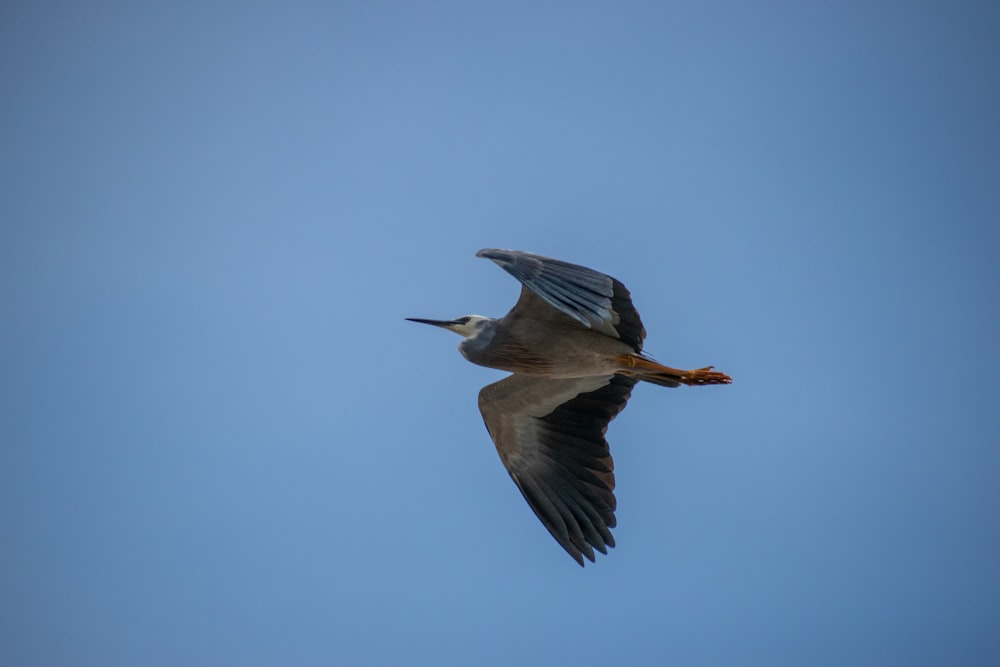 a bird flying through a blue sky with it's wings spread