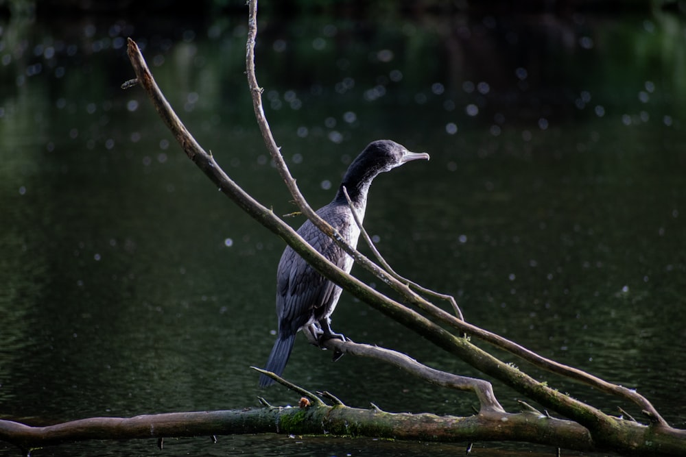 a bird sitting on a branch in the water