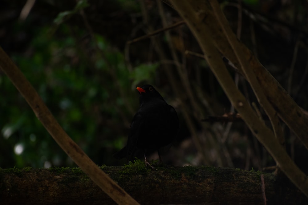 Um pássaro preto está sentado em um galho de árvore