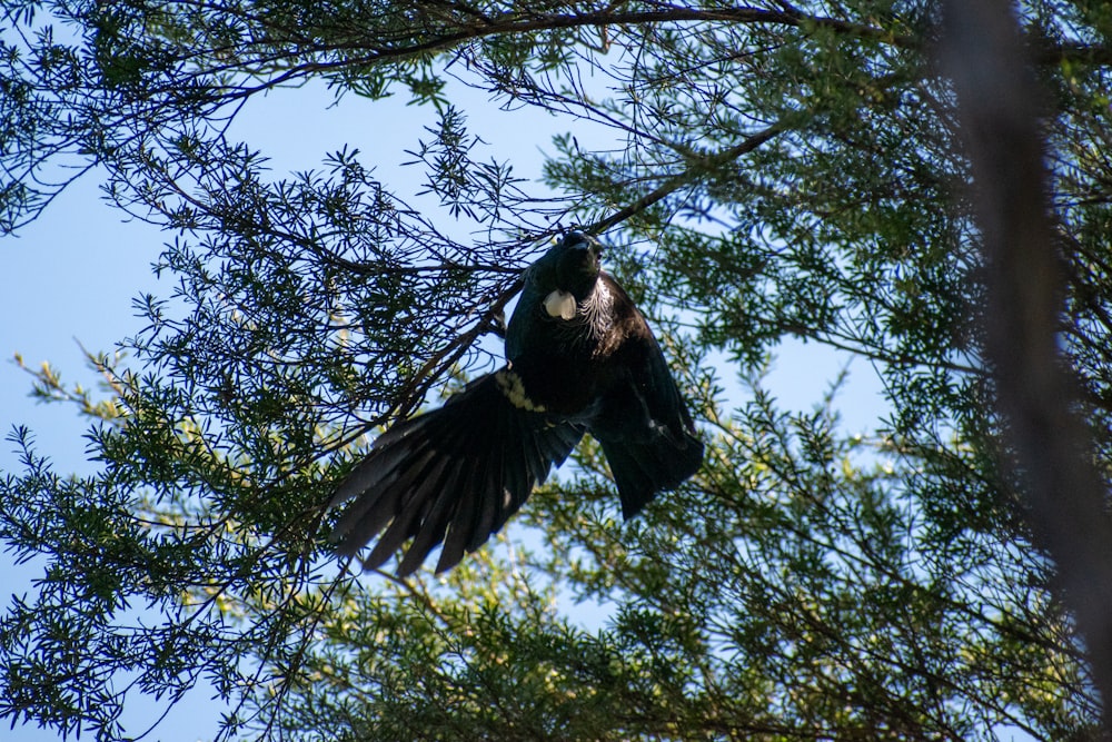 um pássaro preto está empoleirado em uma árvore