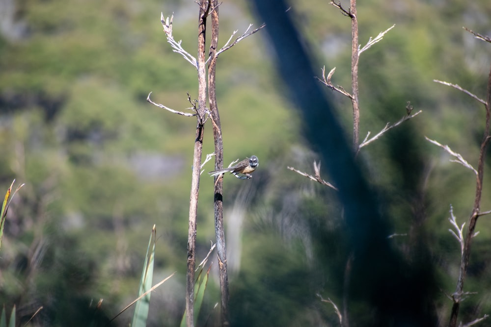 un petit oiseau perché au sommet d’une branche d’arbre