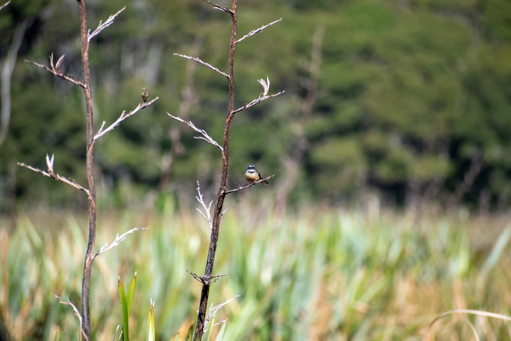 un petit oiseau assis au sommet d’une plante dans un champ