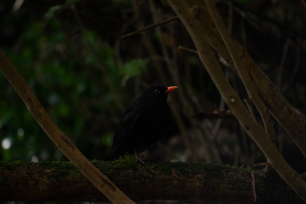 um pássaro preto sentado em um galho de árvore